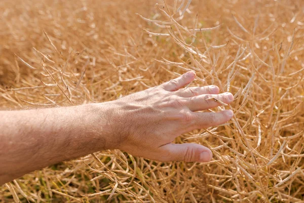 Farmer Examining Ripe Rapeseed Pods Harvest Close Hand Selective Focus — Stock Photo, Image