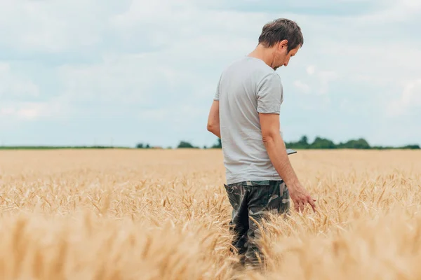 現代の農業技術を活用し 畑で小麦作物の開発をスマートフォンで確認する農家 — ストック写真