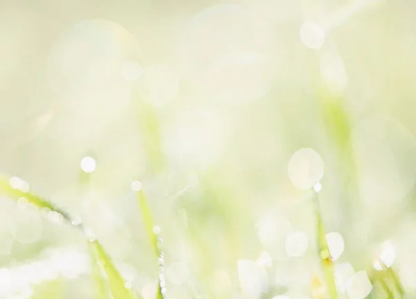 Green Abstract Springtime Background Defocused Grass Morning Dew Selective Focus — Stock Photo, Image