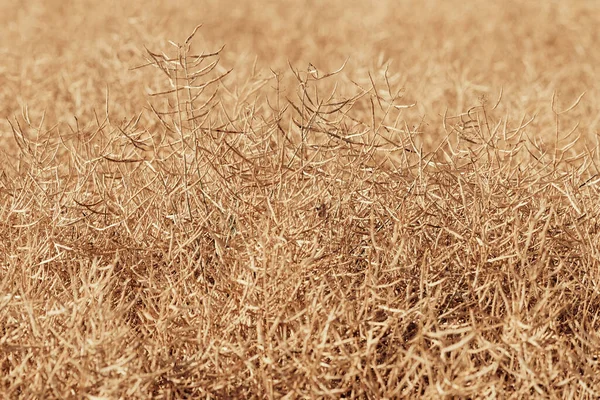Olgun kolza tohumu ekimi hasat için hazır, seçici odaklanma