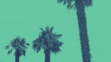 Three palm trees, duotone footage with copy space
