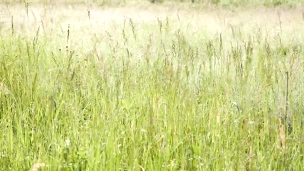 Rosée matinale sur herbe verte dans la vallée de Zlatibor, mise au point sélective