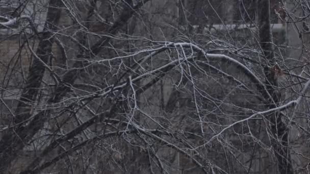 Nieve Invierno Cubriendo Ramas Desnudas Árboles Área Residencial Enfoque Selectivo — Vídeo de stock