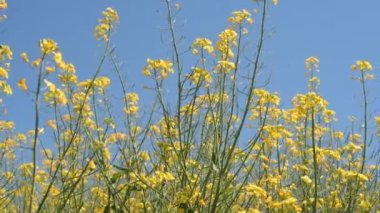 Çiçek açan sarı kanola (Brassica Napus) tarlada, seçici bir odak ile kapat