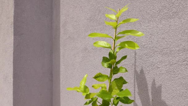 Tencerede Büyüyen Küçük Limon Ağacı Kopyalama Alanı Dahil — Stok video