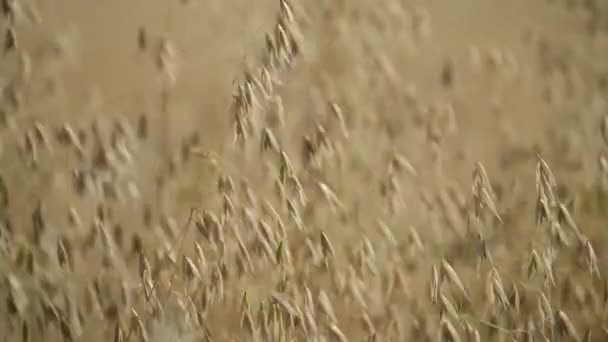 수확할 준비가 밭에서 기름을 튀기는 바람에 흔들리는 선택적 — 비디오