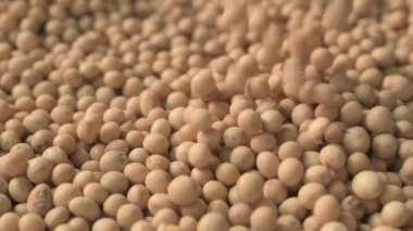 Hasat edilen soya fasulyesi yavaş çekimde düşüyor, seçici odaklanma