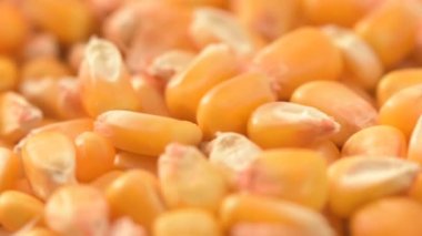 Closeup of shelled corn grains on turning plate, selective focus