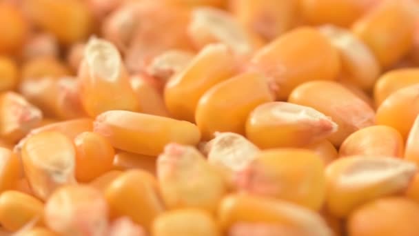 Closeup Shelled Corn Grains Turning Plate Selective Focus — Αρχείο Βίντεο