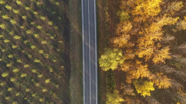 Colpo Aereo Singola Auto Nera Sulla Strada Attraverso Foresta Decidua — Video Stock