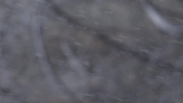 Сніг Взимку Хаотичні Сніжинки Гілки Дерев Фоні Вертикальний Постріл Вибірковим — стокове відео