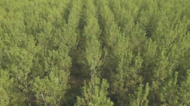Forward dolly aerial shot of aspen tree forest in summer, green treetops aligned in diminishing perspective, slow motion