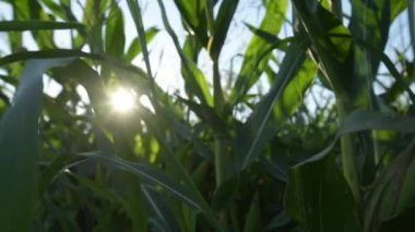 Sunlight beaming through green unripe corn crop stalk and leaves in sunny summer afternoon, nature and environment, sun rays and lens flare effect
