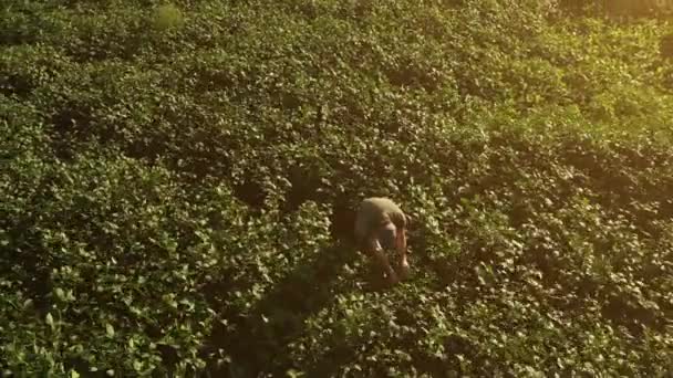 Luftaufnahme Eines Sojabohnenbauern Der Bei Sonnenuntergang Auf Dem Feld Steht — Stockvideo