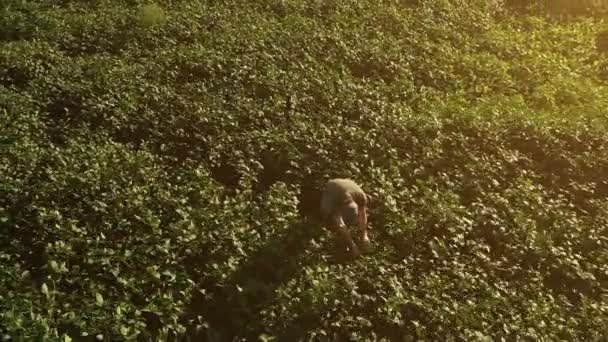 Vista Aérea Agricultor Soja Campo Pôr Sol Olhando Para Culturas — Vídeo de Stock