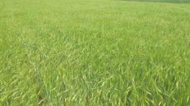 Female farmer agronomist examining cultivated barley crop field, aerial view from drone pov, aerial view