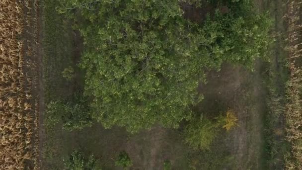 Árvore Nogueira Pomar Cima Perspectiva Drone Cima Para Baixo — Vídeo de Stock