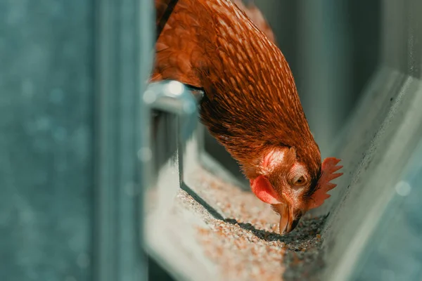 Primer Plano Alimentación Gallinas Pollo Jaula Enfoque Selectivo — Foto de Stock