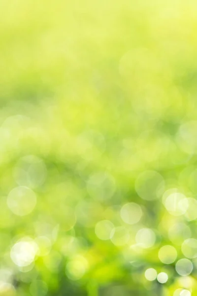 Saftig Grüne Frühlingssaison Bokeh Hintergrund Und Kopierraum Selektiver Fokus — Stockfoto