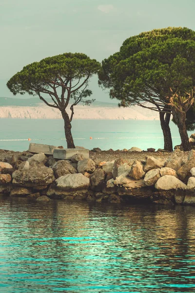 Pinheiro Vermelho Europeu Pinus Sylvestris Costa Mar Adriático Croata Cidade — Fotografia de Stock
