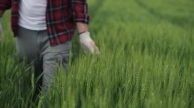 Agronomist yeşil buğday tarlalarında yürüyor ve tarlaları inceliyor, yetişkin erkek çiftçi ekin gelişimini kontrol ediyor.