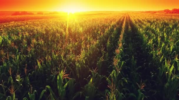 Schönes Maisfeld Bei Sonnenuntergang Drohnenaufnahmen Luftaufnahme Von Grünen Pflanzen Plantage — Stockvideo