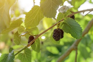 Morus ağacı dalında olgun dut, seçici bir odak ile kapat