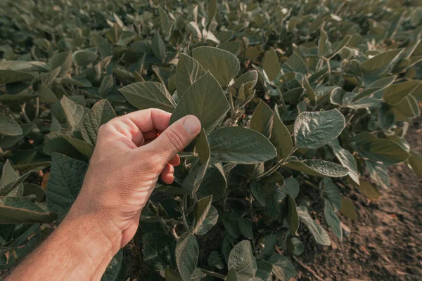 Coltivatore Che Controlla Colture Soia Campo Primo Piano Della Pianta — Foto Stock