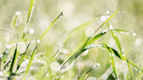 Poranna Rosa Zielonych Źdźbłach Trawy Wiosną Wybiórcza Ostrość — Zdjęcie stockowe