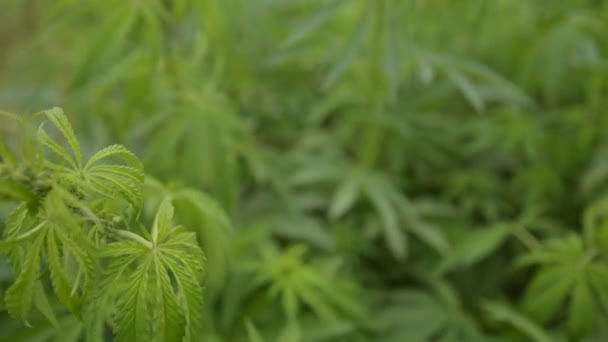 Listy Konopí Sativa Zelené Rostliny Terénu Zblízka Selektivním Zaměřením — Stock video