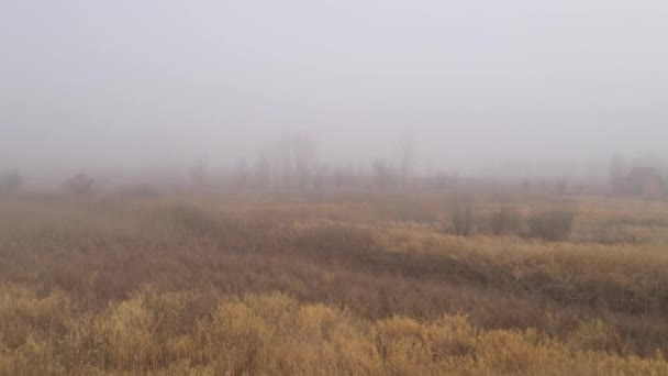雾蒙蒙的晨曦中的沼泽景观 无人驾驶飞机镜头高角镜 — 图库视频影像