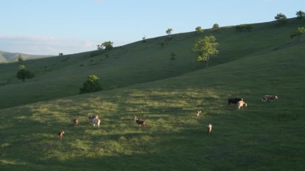 Freilaufende Milchkühe Grasen Sonnigen Frühlingnachmittag Auf Den Hängen Des Zlatibor — Stockvideo
