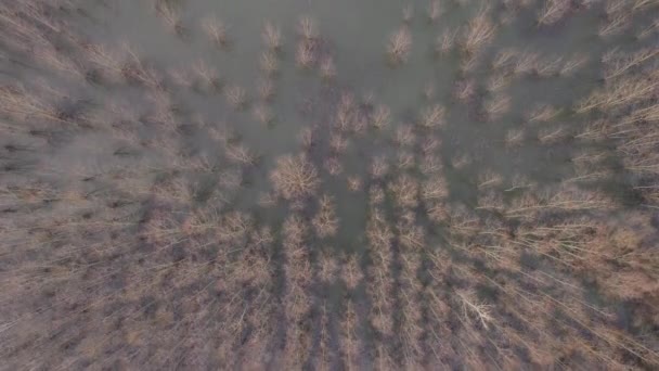 Vista Aérea Del Bosque Algodoncillo Inundado Desde Punto Vista Drones — Vídeos de Stock