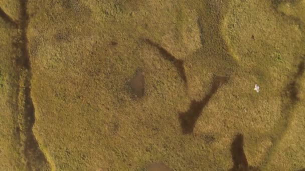 浸水した湿地の風景の中にあるカモメの鳥の群れ セルビアのヴォイヴォディナのTisa川の近くのこの美しい生態系の無人機からの空中撮影 — ストック動画