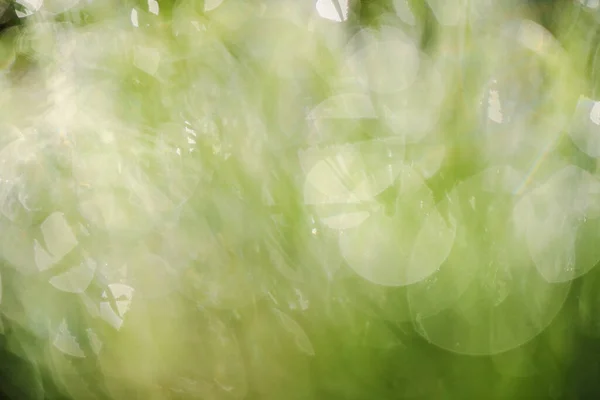 Fond Vert Abstrait Printanier Avec Herbe Déconcentrée Rosée Matinale Mise — Photo