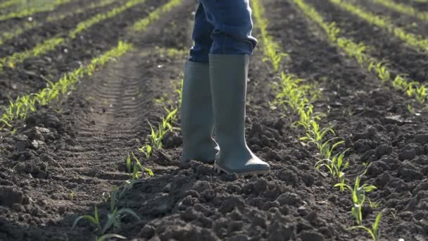 除草剤治療後の若い緑のトウモロコシ畑に立つウェリントンゴムブーツの女性農家 — ストック動画