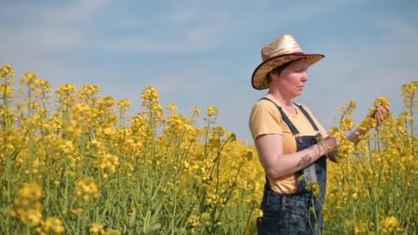 Female Agronomist Checking Development Blooming Rapeseed Crops Field Walking Crops — Stock Video