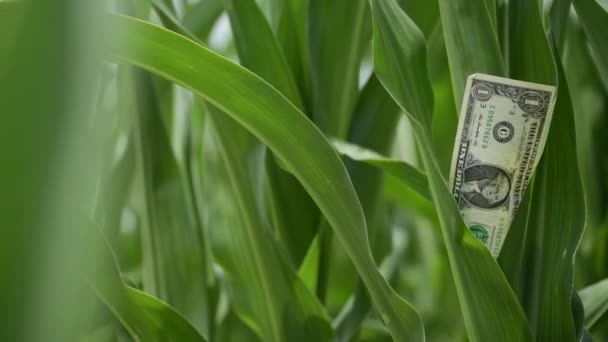 Mısır Zea Mays Tarım Sektörü Gelir Karı Abd Doları Nakit — Stok video