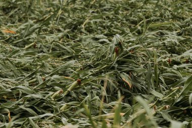 Şiddetli rüzgâr fırtınası sonrası devrilmiş mısır ekinleri tarladaki mısır tarlasına zarar vermiş.
