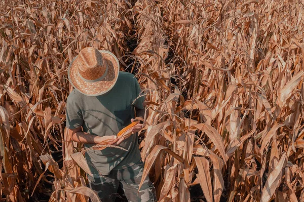 Muž Agronomista Farmář Stojící Zralé Sklizni Připraven Promáčet Kukuřičné Pole — Stock fotografie