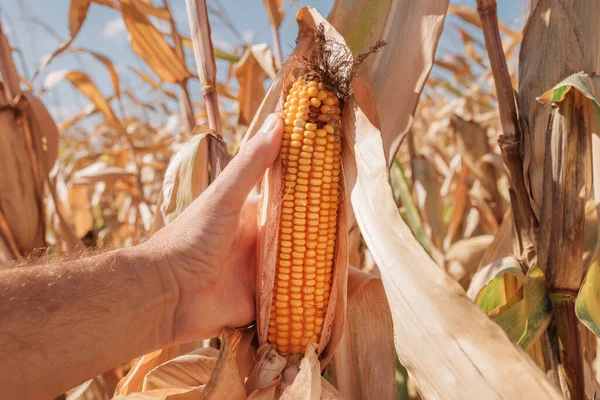 Agricultor Examinando Espiga Milho Com Fusarium Apodrecimento Danos Campo Close — Fotografia de Stock