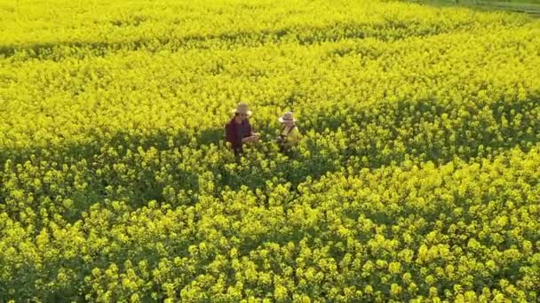 菜の花畑で働く男女2人の農民の空中写真上からドローン撮影 — ストック動画