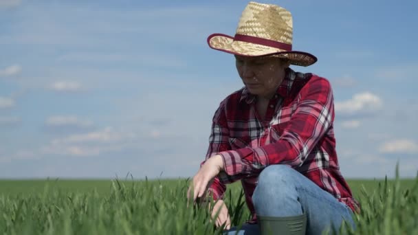 Vrouwelijke Landbouwer Die Jonge Groene Tarwe Graangewassen Het Veld Controleert — Stockvideo
