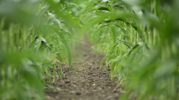 Campo Milho Verde Imaturo Baixo Ângulo Foco Seletivo — Vídeo de Stock