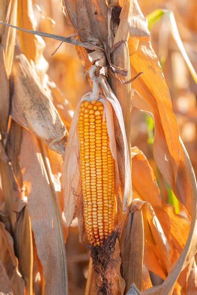 Fusarium Kukorica Fül Rothadás Kárt Leggyakoribb Kukorica Betegség Szelektív Fókusz — Stock Fotó