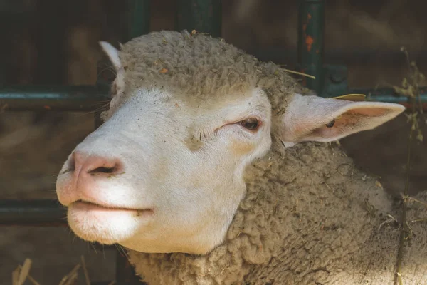 Ovce Ohradě Dobytek Farmě — Stock fotografie