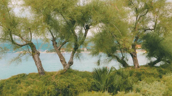 Árvores Ilha Krk Baía Croata Kvarner Água Mar Azul Fundo — Fotografia de Stock