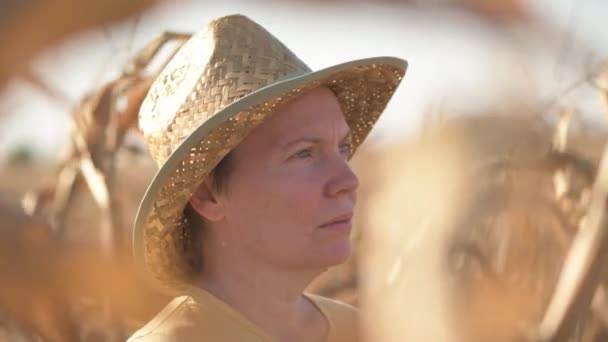 女农学家和农民站在成熟的收获季节 准备收割枯萎的玉米地 俯瞰种植园 — 图库视频影像