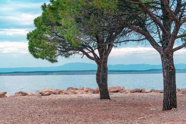 Europese Rode Den Pinus Sylvestris Aan Kroatische Adriatische Kust Crikvenica — Stockfoto