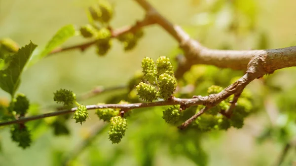 Mûriers Non Mûrs Sur Branche Arbre Gros Plan Avec Une — Photo